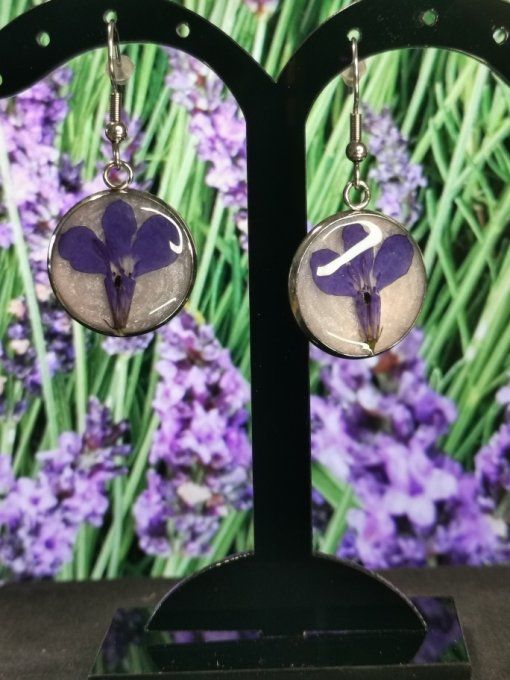 Lobelia sauvage